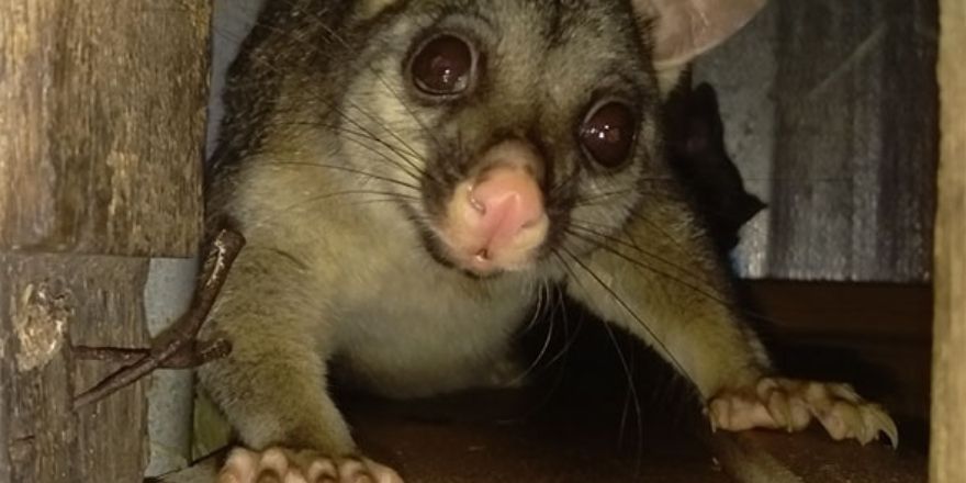 possum and air conditioning