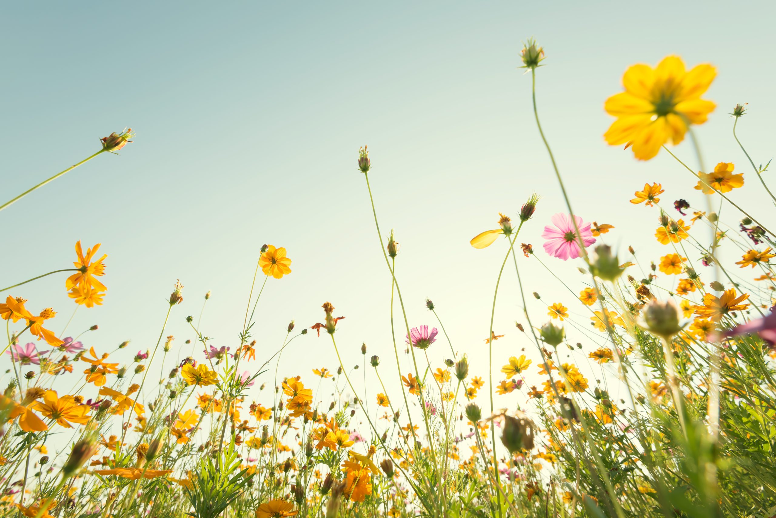 Yellow cosmos flowers blooming in spring, representing the ideal season for air conditioning installation and maintenance services from The Cool Shop on the Sunshine Coast